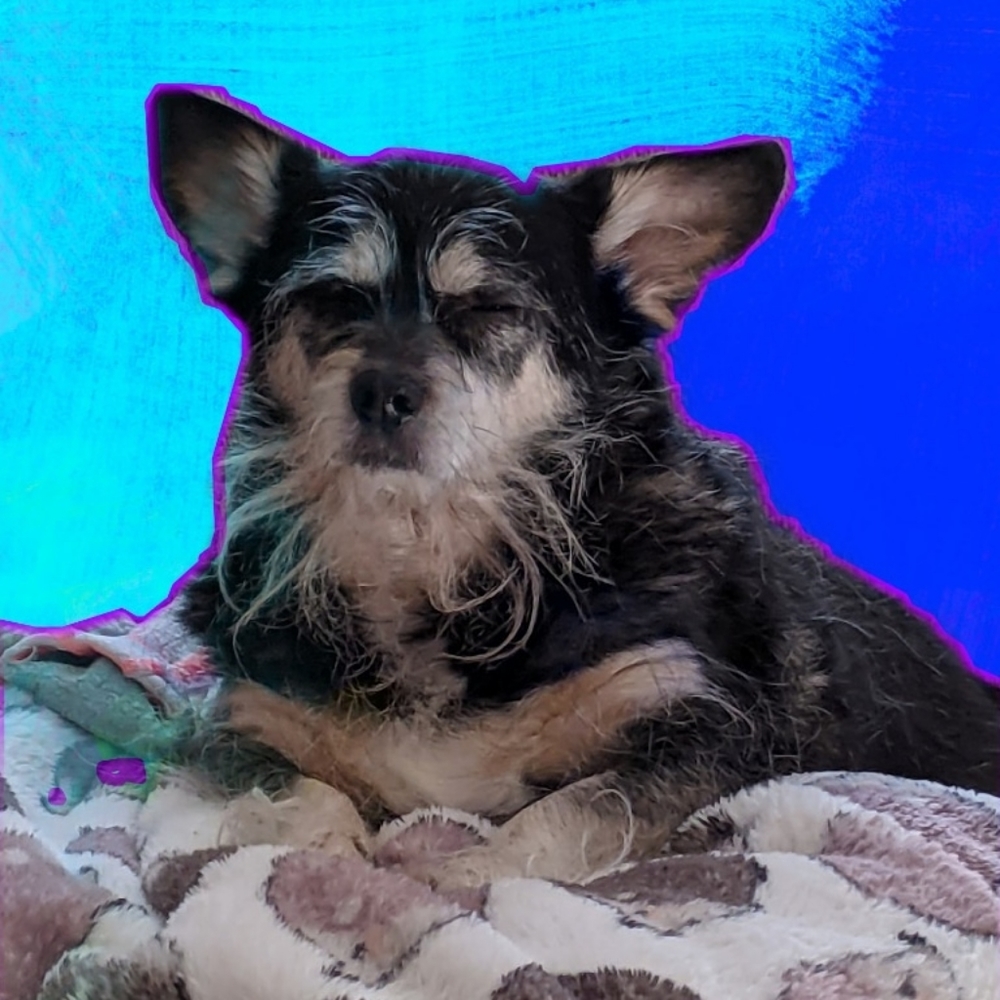 Meet Your Posh Ambassador, Nicole